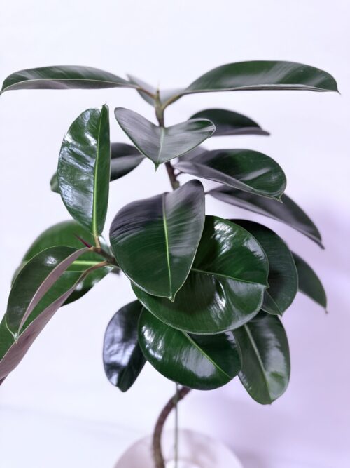 観葉植物 フィカス ソフィア フィカス・ソフィア｜育て方・種類・魅力を徹底解説 - 501GARDEN