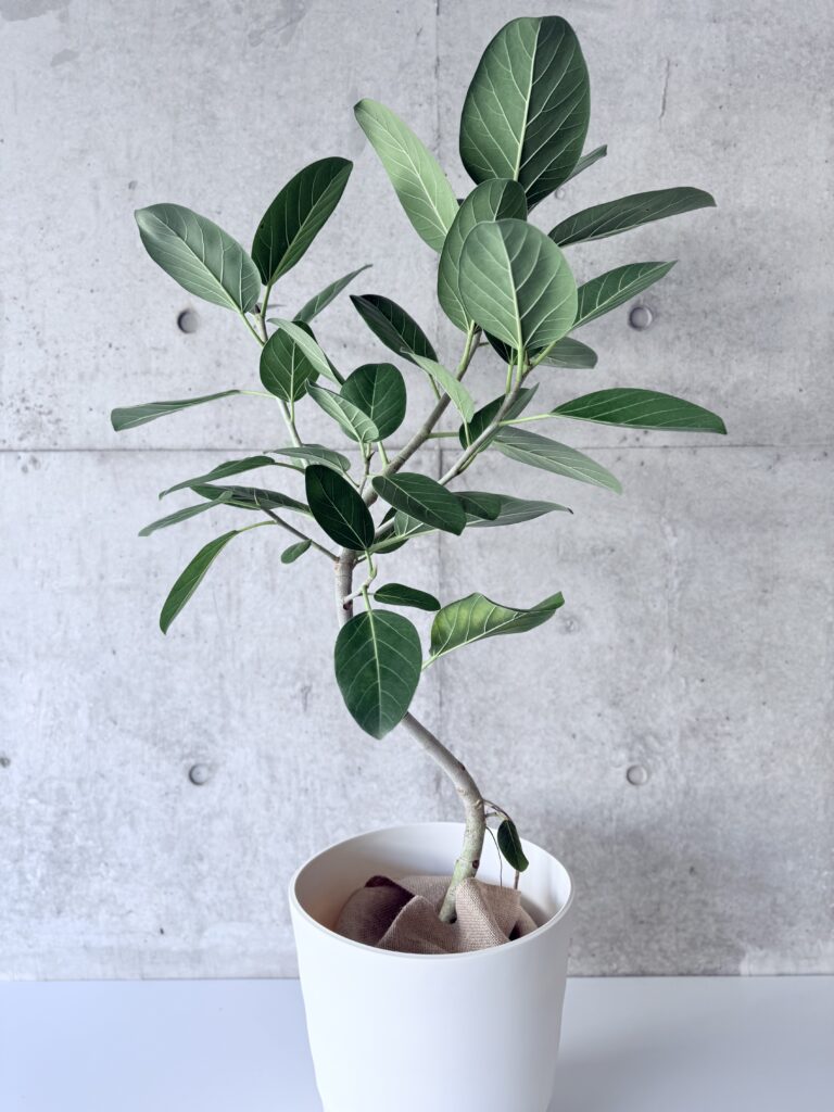 フィカス・ベンガレンシス(ベンガルボダイジュ)｜育て方・種類・魅力を