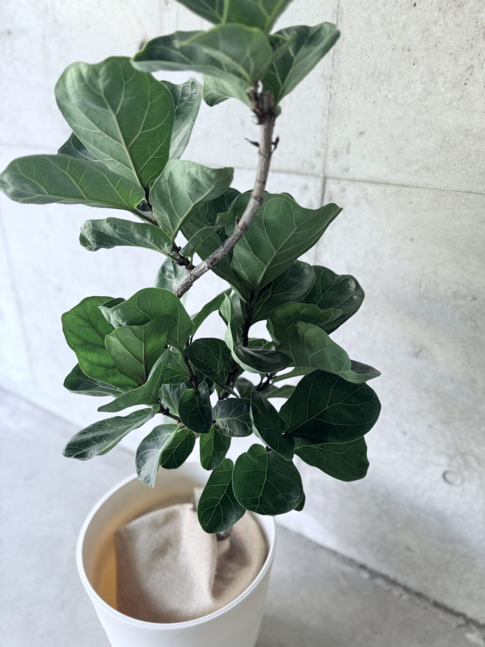 観葉植物 フィカス リラータ バンビーノ 140cm IMG_8164-scaled-e1744589658424.jpg